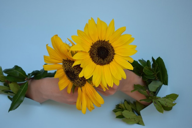 Foto una giovane ragazza tiene un girasole, su sfondo blu. limoni freschi su sfondo blu.