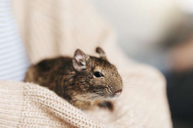 Young girl playing with small animal degu squirrel