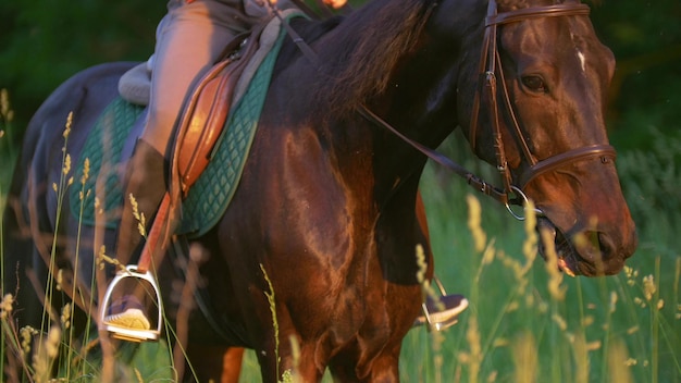 Young girl rider riding a brown horse bottom view