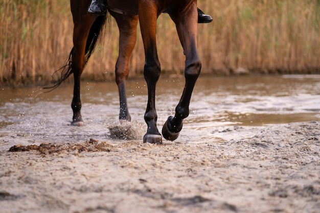 A young girl riding a horse on a shallow lake.