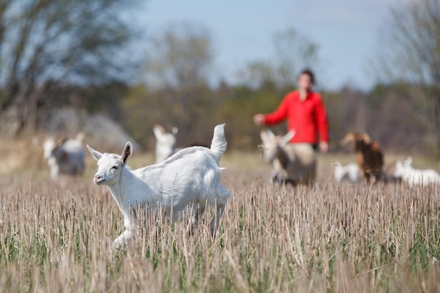 Молодая девушка-пастух в красной одежде козлят на лугу и один непослушный белый козленок убегают