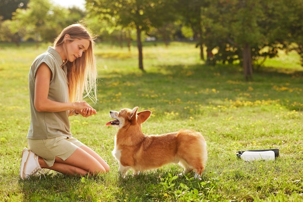 Молодая девушка тренирует Pembroke Welsh Corgi в парке в солнечную погоду счастливые собаки концепция