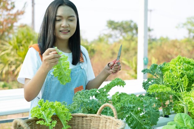 Young girl using scissors cut green fresh kale, organic hydroponic vegetable, home business.