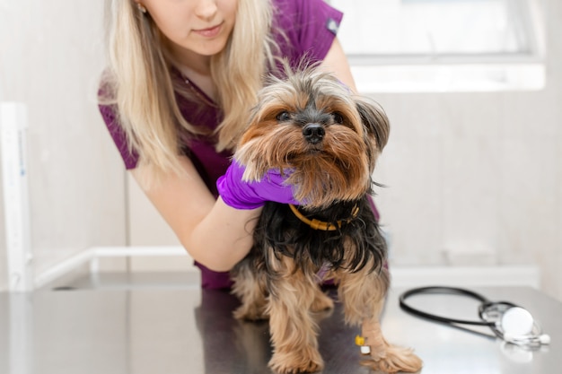 Il veterinario della ragazza in clinica esamina un cane di razza yorkshire terrier.