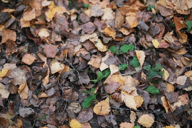 Young girl on a walk in the autumn garden