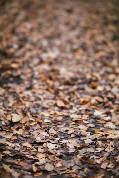 Young girl on a walk in the autumn garden