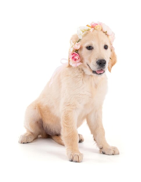 Young girly Golden Retriever with a crown of flowers