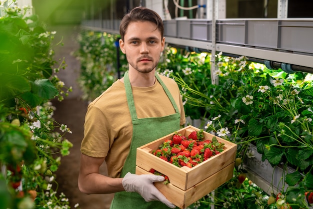 Young gloved serious worker of vertical farm or hothouse holding wooden box with heap of ripe strawberries while standing between shelves