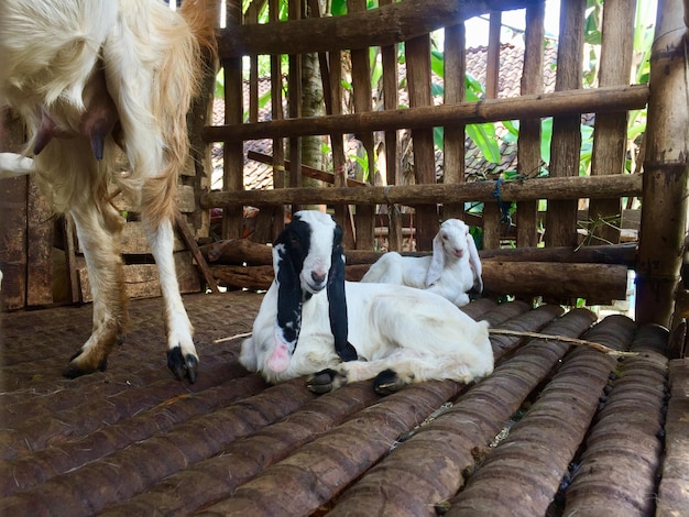 A young goat in a cage in a relaxed position that is cute and\
looks healthy