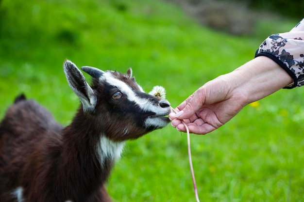 A young goat eats a dandelion in the pasture