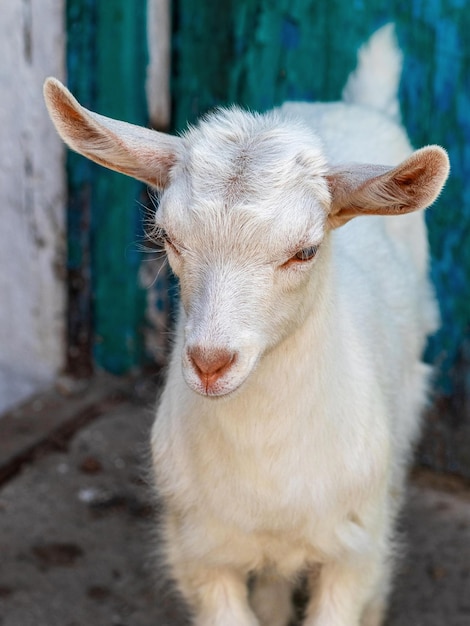 Young goat in the farm yard, close-up portrait of a young goat