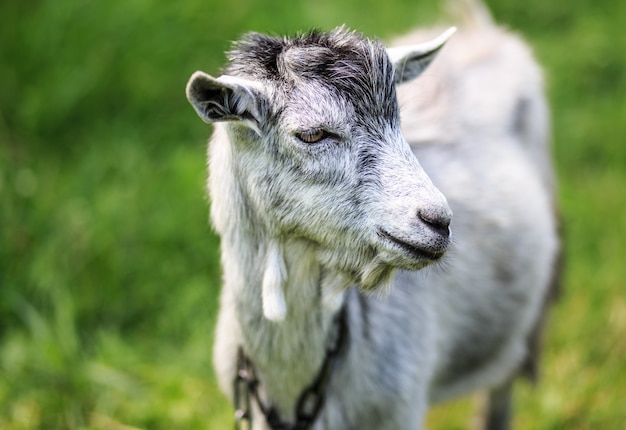 A young goat grazes in a meadow