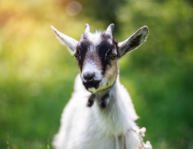 A young goat grazes in a meadow