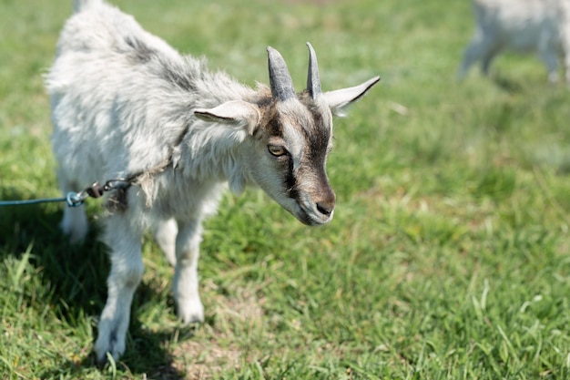 A young goat grazes in a meadow