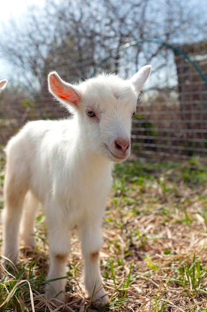 A young goat grazing in a meadow..