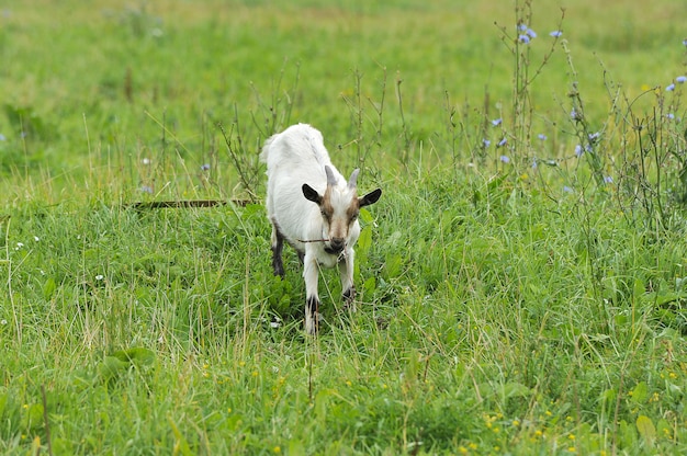 写真 若いヤギは牧草地で放牧されています。
