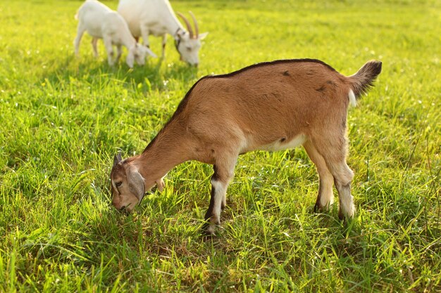 Giovani capretti al pascolo, mangiare erba sul prato illuminato dal sole.