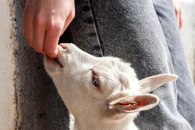 A young goat lightly bites the girl's hand