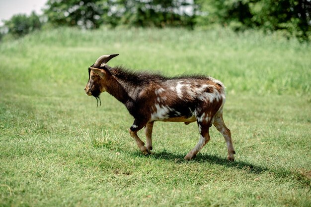 Young goat on the meadow green grass  Milk farming