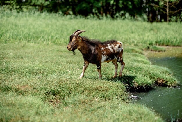 Young goat on the meadow near the lake Milk farming