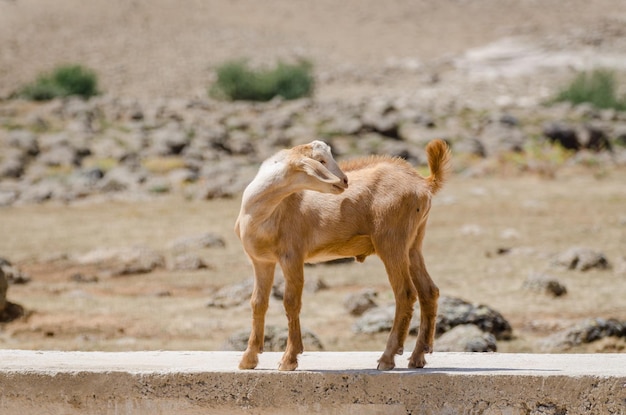 Photo young goat standing on concrete wall in atlas mountains of morocco north africa