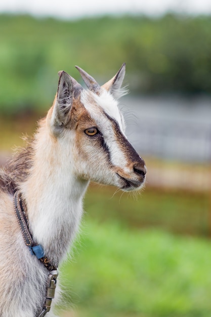 A young goat with horns on a blurry background