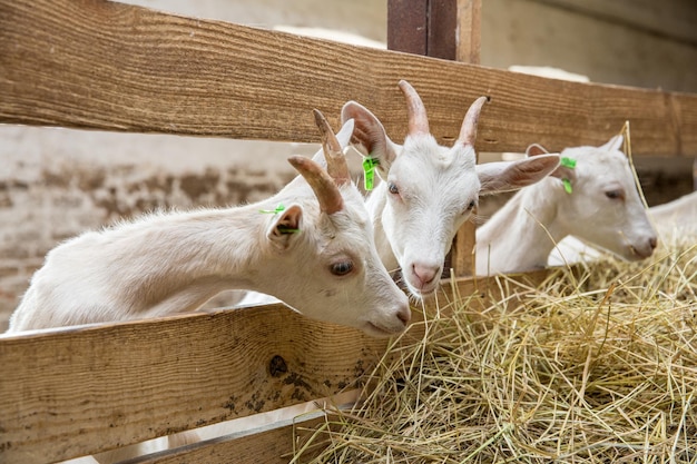 馬小屋で干し草を食べる若いヤギ