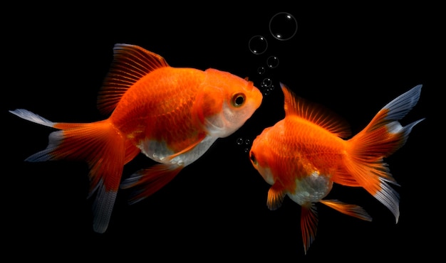 Young golden fish in fish tank.