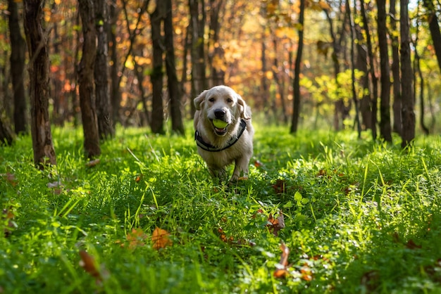 Фото Молодая золотая ретривер-собака бежит в лесу