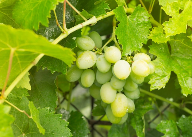 Young grape bunches The grapes ripened in sunny vineyard