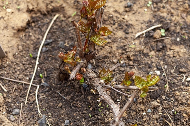 Young grape seedling top view