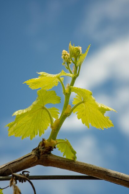 Young grape shoot growing in a vineyard near fresno california