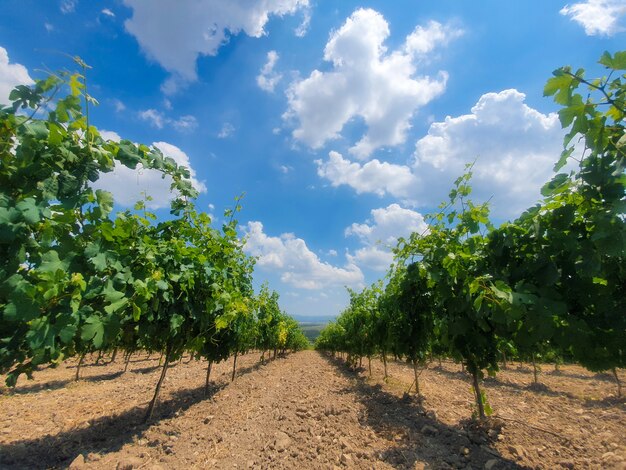 Young grape trees and blue sky