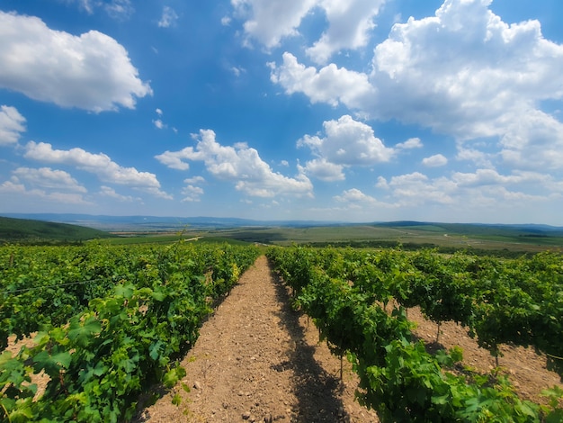 Young grape trees and blue sky