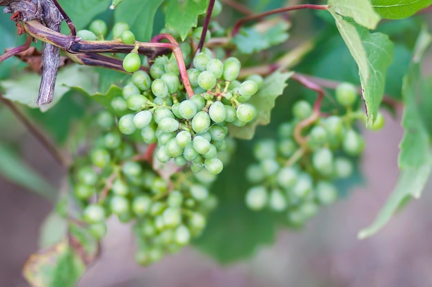 Young grape vine in summer garden.