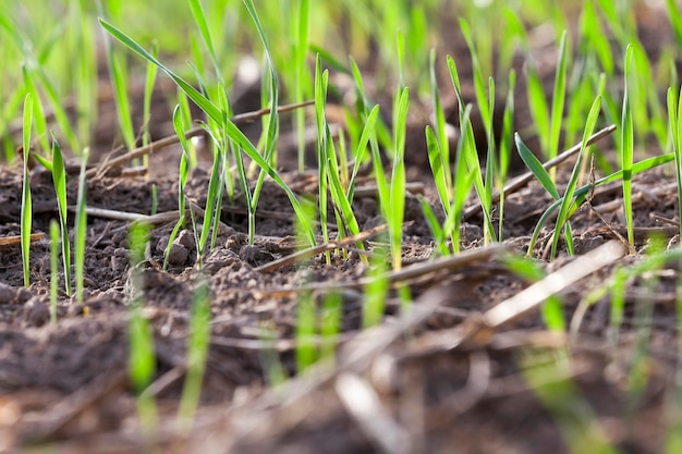 Photo young grass plants closeup