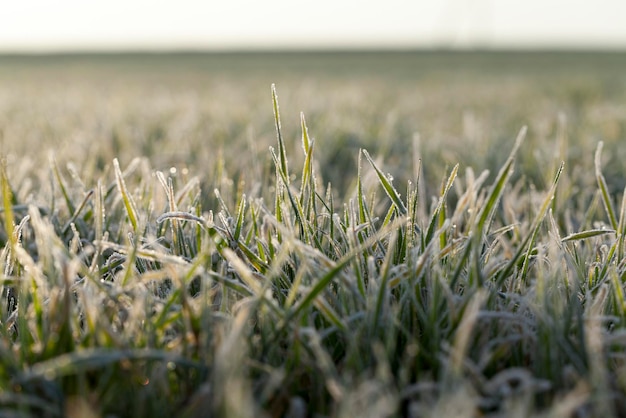 Young grass plants closeup