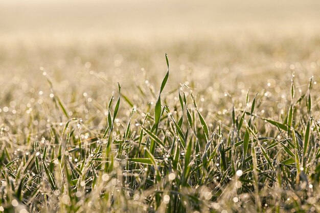 Young grass plants closeup