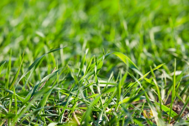 Young grass plants closeup