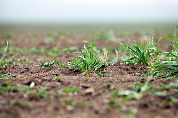 Young grass plants closeup