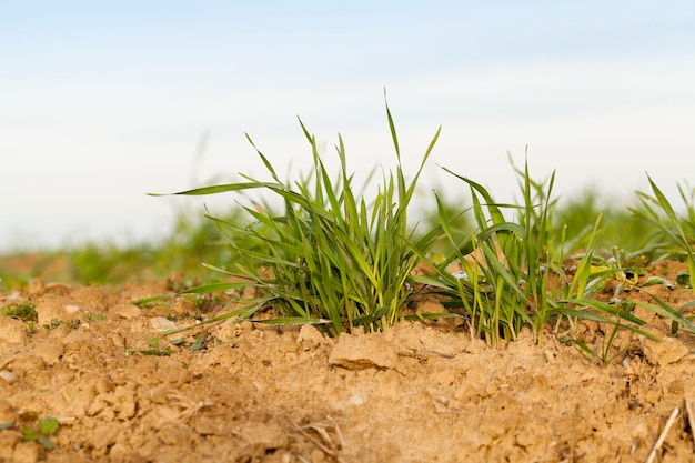 Young grass plants closeup