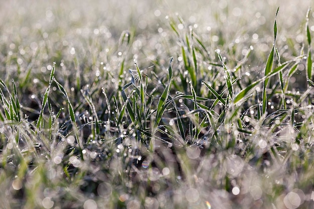 Young grass plants closeup