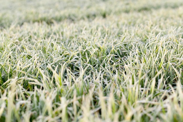 Young grass plants closeup