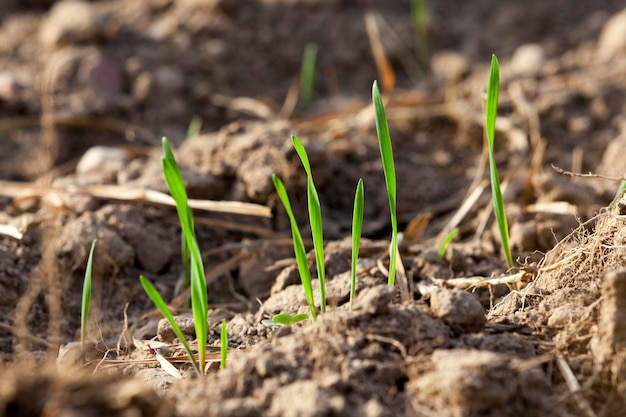 Young grass plants closeup