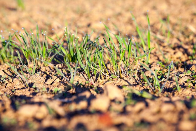 Young grass plants closeup