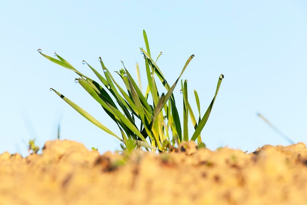 Young grass plants closeup