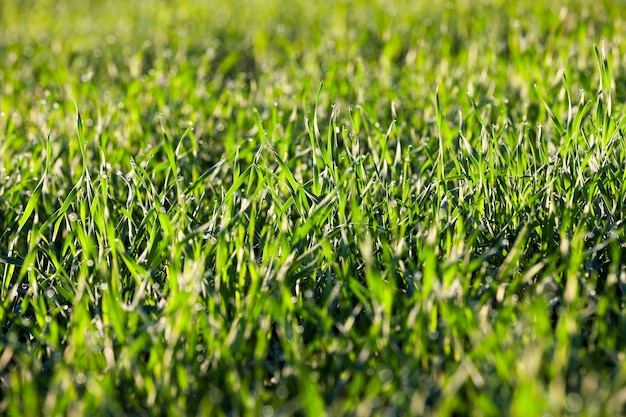 Young grass plants closeup