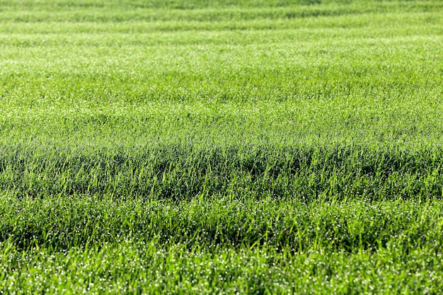 Young grass plants closeup