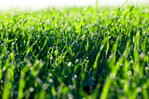 Young grass plants closeup