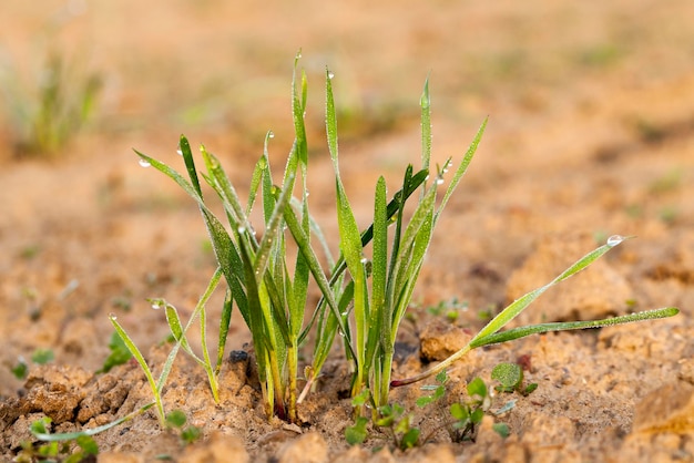 Young grass plants closeup